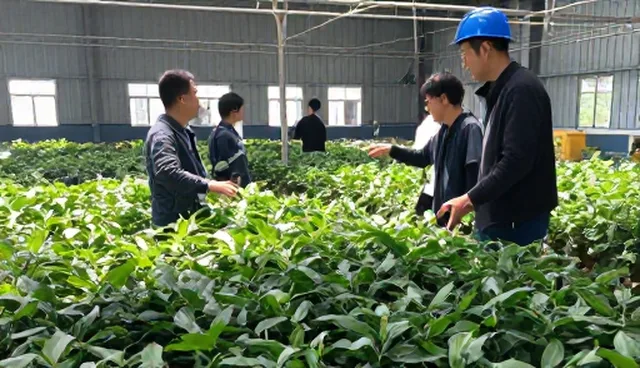 种植技术指导在农产品种植中的实际应用问题